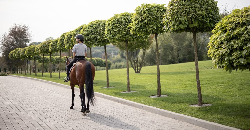 Equestrian Luxury: The Lifestyle of Horse Ownership